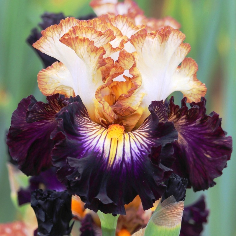 SUPERHERO KISS.       